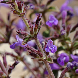 Hedeoma nana, Dwarf False Pennyroyal